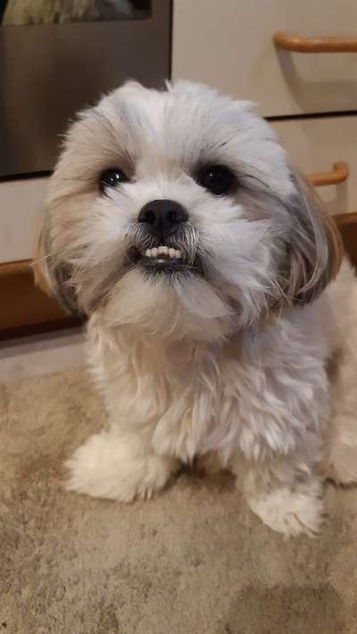 Shih Tzu von Jung bis Senioren-Beitrag-Bild