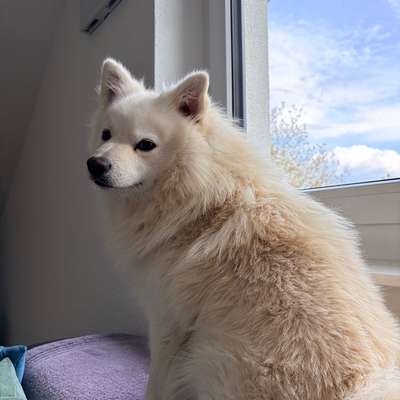 Hundetreffen-Treffen in Trossingen-Bild