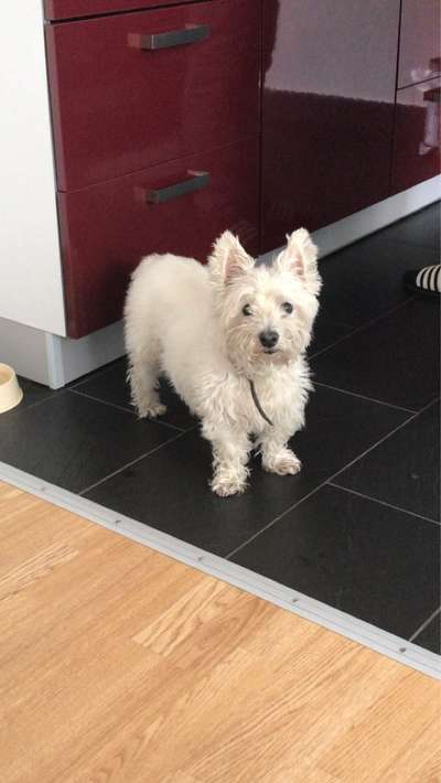 Unsere Fellnasen im Regenbogenland-Beitrag-Bild