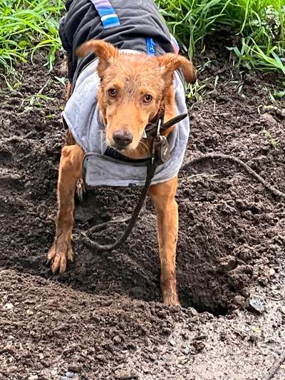 dirty Dog-Beitrag-Bild