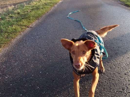 Podenco/Mischlinge hier? :-)-Beitrag-Bild