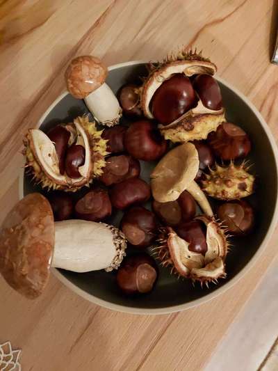 Herbst Bilder-Beitrag-Bild