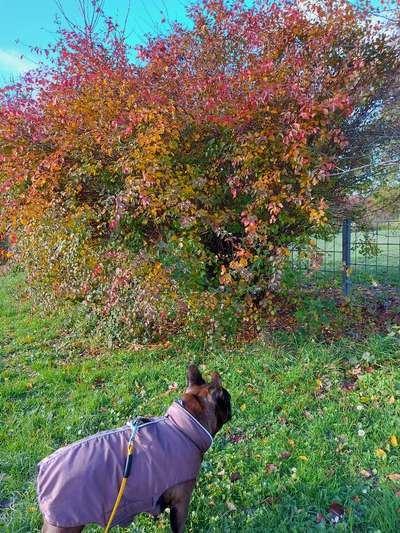 Herbst🍁-Beitrag-Bild