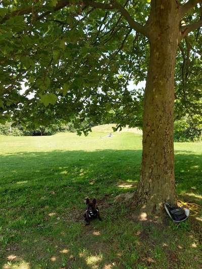 Die Dogorama Kalender Challenge 4/4-Beitrag-Bild