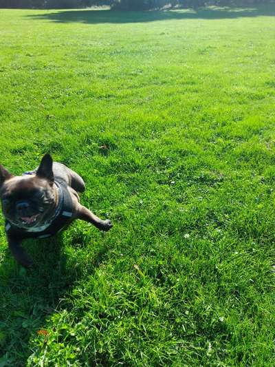 Zeige das lustigste Bild eures Hundis-Beitrag-Bild