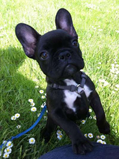 Wie heißt dein Hund?-Beitrag-Bild