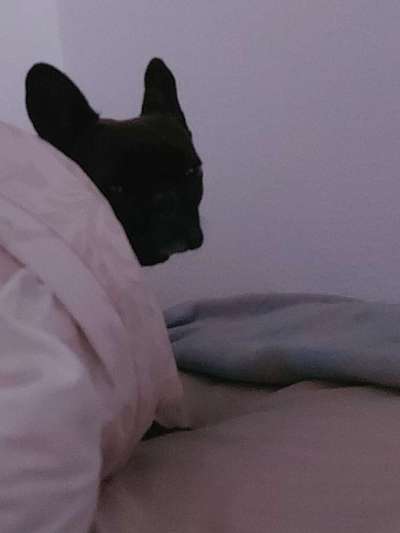 Hunde im Bett-Beitrag-Bild