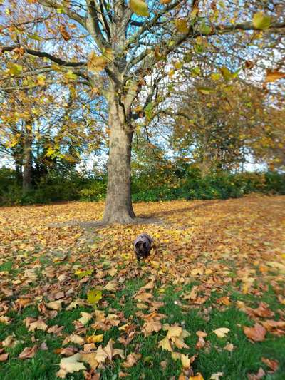 Herbst🍁-Beitrag-Bild