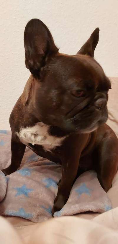 Hunde im Bett-Beitrag-Bild