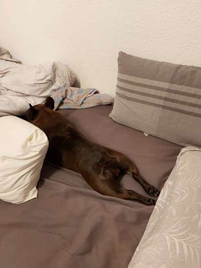 Hunde im Bett-Beitrag-Bild