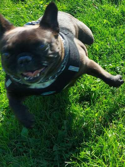 Dogorama Photo Challenge - Spielgesicht-Beitrag-Bild