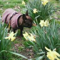 Challenge 23 : "  Euer Hund beim Frühlingserwachen "-Beitrag-Bild