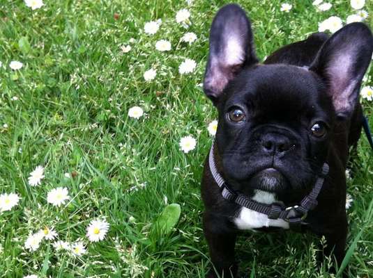 Wie heißt dein Hund?-Beitrag-Bild