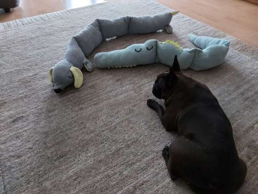 Zeig dein Hund mit seinem Lieblingsspielzeug-Beitrag-Bild