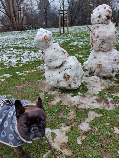 Die Dogorama Kalender Challenge Teil 2/4-Beitrag-Bild