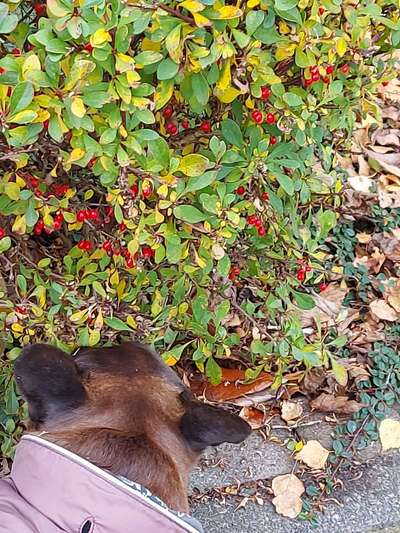 Herbst🍁-Beitrag-Bild