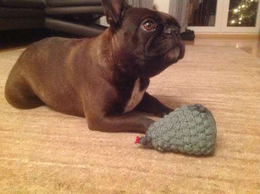 Weihnachten mit Junghund-Beitrag-Bild