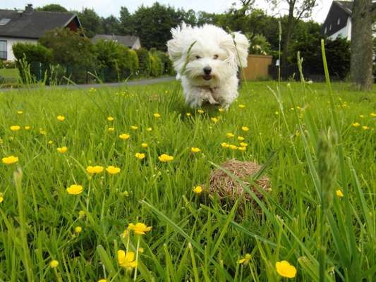 Die Dogorama Kalender Challenge 4/4-Beitrag-Bild