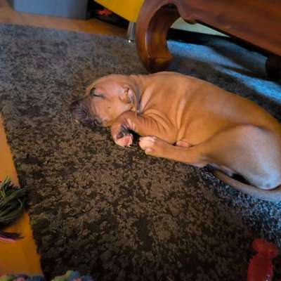 Hundetreffen-Wir suchen Welpen/ Spielkontakt-Bild