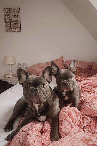 Französische Bulldoggen-Beitrag-Bild