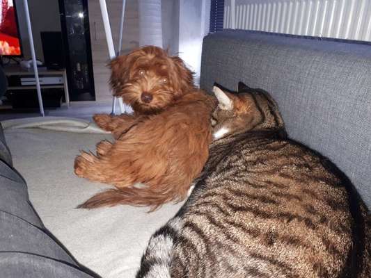 Havaneser dabei?:)-Beitrag-Bild