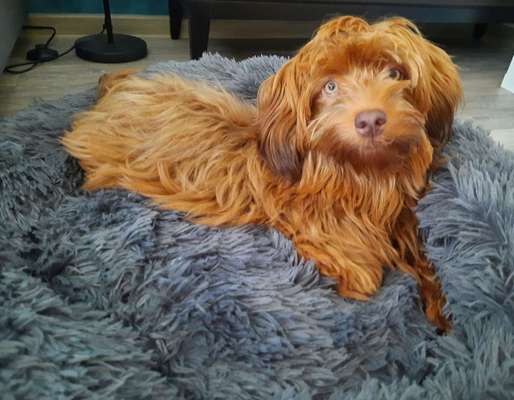 Havaneser dabei?:)-Beitrag-Bild