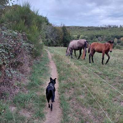 Was hat euch heute mit eurem Hund gefreut?-Beitrag-Bild
