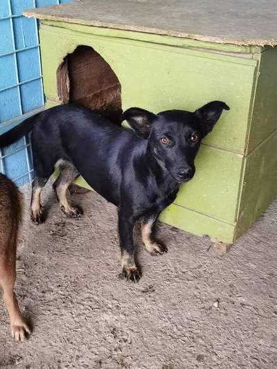 Suche passende Rasse-Beitrag-Bild