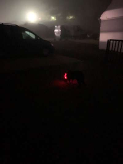 Blinkende Leuchthalsbänder, schädlich für Mensch und Hund-Beitrag-Bild