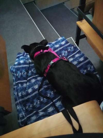 Suche passende Rasse-Beitrag-Bild