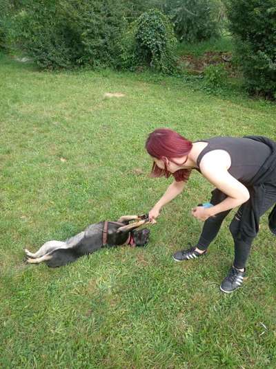 Dogorama Photo Challenge - Tricks, Tricks & Tricks!-Beitrag-Bild