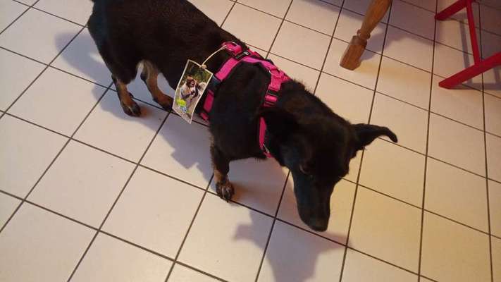 Geschirr für Dackel-Beitrag-Bild