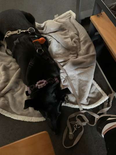 Impulskontrolle Challenge Nr.: 7
         "Gesellschaftsfähig"-Beitrag-Bild