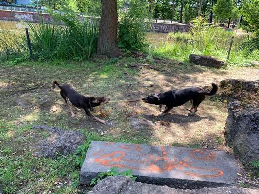 Foto Challenge 103    Hundefreundschaften-Beitrag-Bild