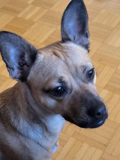 Hundetreffen-Spielkameraden-Bild