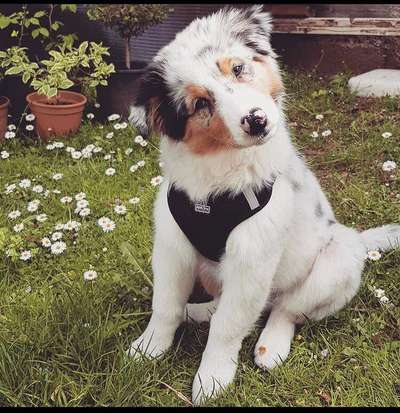 Die Dogorama Kalender Challenge 4/4-Beitrag-Bild