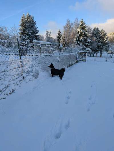 Dogorama Photo Challenge - Winterstimmung-Beitrag-Bild