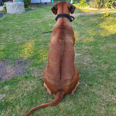 Hundetreffen-Gassirunde