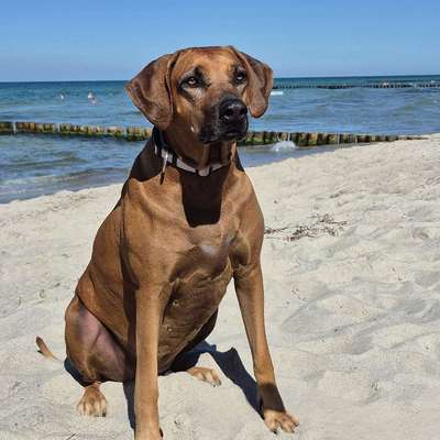 Hundetreffen-Gassirunde