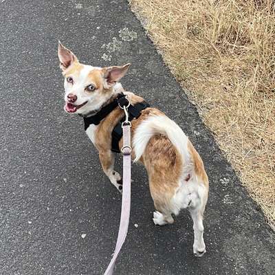 Hundetreffen-Spielgeruppe kleine Hunde-Bild