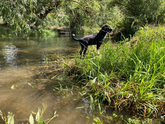 Welpen Bilder !-Beitrag-Bild