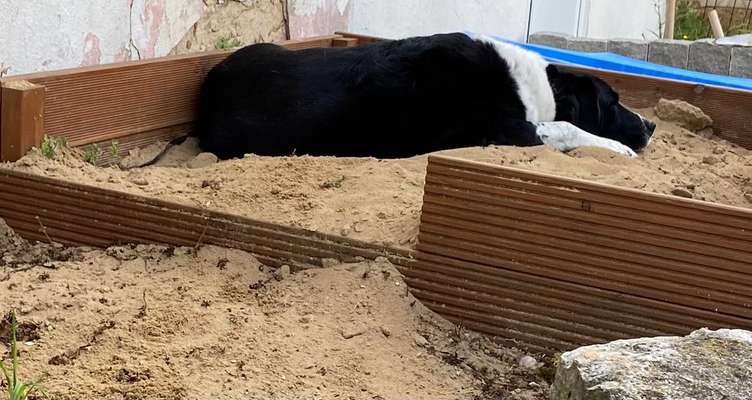 Sandkasten für den Hund-Beitrag-Bild