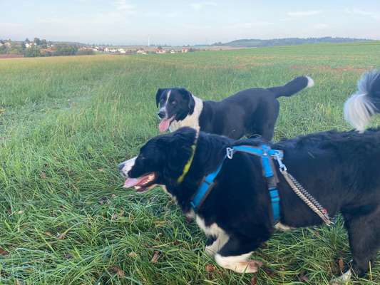 154. FotoChallenge * AUFS BILD GEMOGELT *-Beitrag-Bild