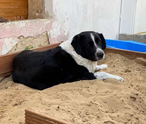 Sandkasten für den Hund-Beitrag-Bild