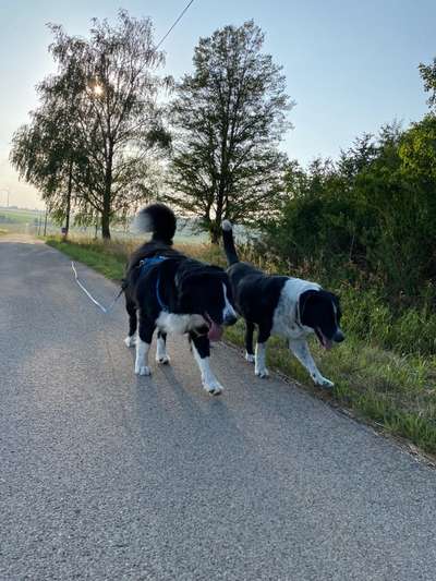 Mehrhundehalter!-Beitrag-Bild