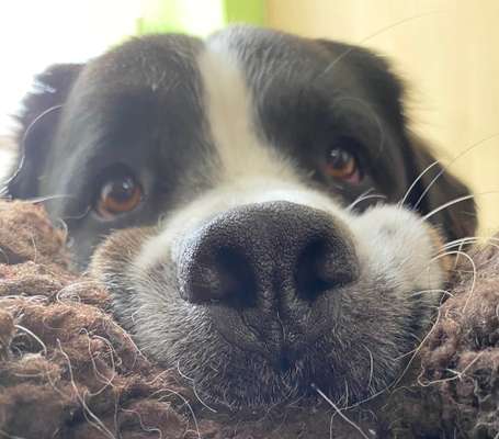 Zeige den lustigsten Blick deines Hundes-Beitrag-Bild