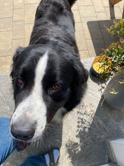 Fotowettbewerb ,,mein gruseliger Hund"-Beitrag-Bild