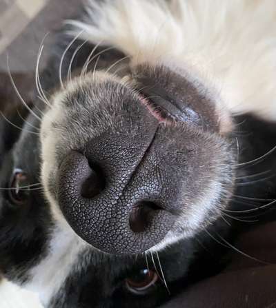 42. Handy Fotochallenge - Den richtigen Riecher haben-Beitrag-Bild