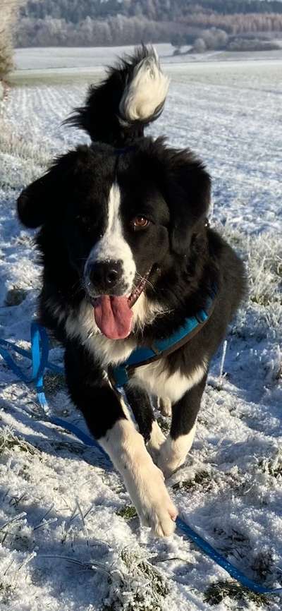 Mischlingshunde Foto Aufruf-Beitrag-Bild