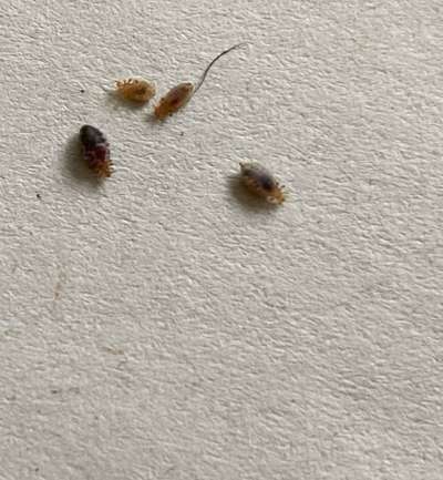 OMG! Läuse oder Haarlinge!?-Beitrag-Bild